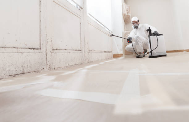 Black mold remediation team in Jenison