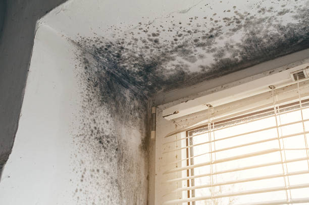 Mold Removal service in Jenison